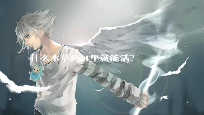 什么水草扔缸里就能活？